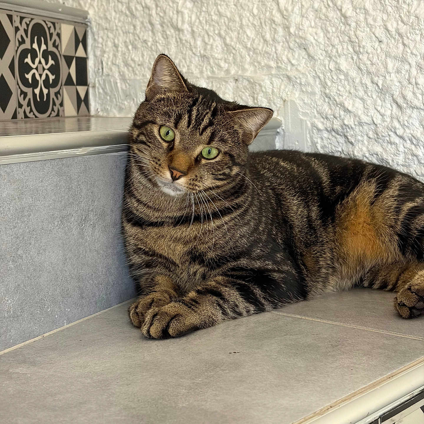 Cooki a rejoint le concours — aidez-le/la à gagner de superbes lots ! animal, cat, closeup, curious, decorative_tile, fur, green_eyes, indoor, paw, pet, portrait, relaxed, resting, sitting, stairs, tabby_cat, texture, tile, wall, whiskers
