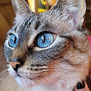 Sammy is registered to the contest to win money with this photo: animal, attention, blue_eyes, blurred_background, cat, close_up, cute, domestic_cat, ears, face, feline, fur, hand, indoor, looking_away, nail_polish, pet, portrait, soft_fur, whiskers