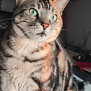 Oguy a rejoint le concours — aidez-le/la à gagner de superbes lots ! cat, tabby, indoor, green_eyes, curious, pet, feline, soft_light, whiskers, sitting, striped, closeup, animal, domestic_cat, fur, ears, paws, portrait, cozy, home