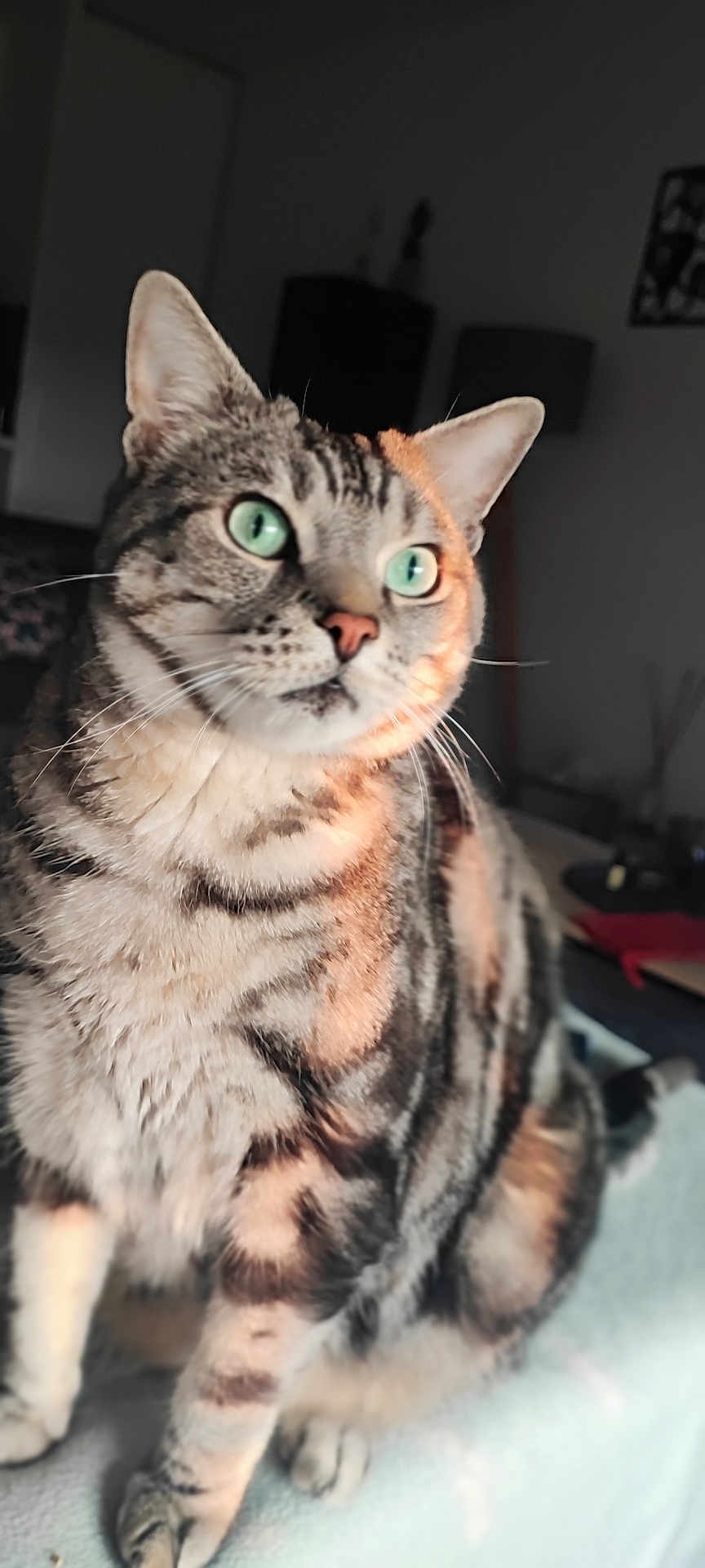 Oguy a rejoint le concours — aidez-le/la à gagner de superbes lots ! cat, tabby, indoor, green_eyes, curious, pet, feline, soft_light, whiskers, sitting, striped, closeup, animal, domestic_cat, fur, ears, paws, portrait, cozy, home