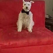 Salem is registered to the contest to win money with this photo: dog, white_dog, bow_tie, red_couch, indoor, pet, furniture, sitting, fluffy, canine, window_blinds, household, cute, animal, companion, domestic, portrait, one_ear_flopped, living_room, decor