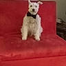 dog, white_dog, bow_tie, red_couch, indoor, pet, furniture, sitting, fluffy, canine, window_blinds, household, cute, animal, companion, domestic, portrait, one_ear_flopped, living_room, decor