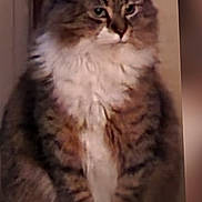 Missy joined the competition — help win amazing prizes! cat, tabby, fluffy, long_hair, white_chest, white_paws, sitting, portrait, pet, animal, indoors, brown, gray, striped, whiskers, ears, eyes, front_view, serious_expression, fur