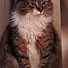 cat, tabby, fluffy, long_hair, white_chest, white_paws, sitting, portrait, pet, animal, indoors, brown, gray, striped, whiskers, ears, eyes, front_view, serious_expression, fur