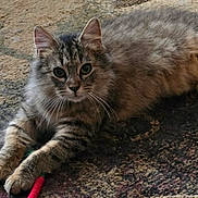 Winston joined the competition — help win amazing prizes! cat, kitten, tabby, fluffy, long_hair, feline, pet, animal, lying_down, carpet, rug, toy, green_toy, red_toy, paws, whiskers, ears, eyes, indoor, portrait