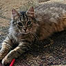 cat, kitten, tabby, fluffy, long_hair, feline, pet, animal, lying_down, carpet, rug, toy, green_toy, red_toy, paws, whiskers, ears, eyes, indoor, portrait