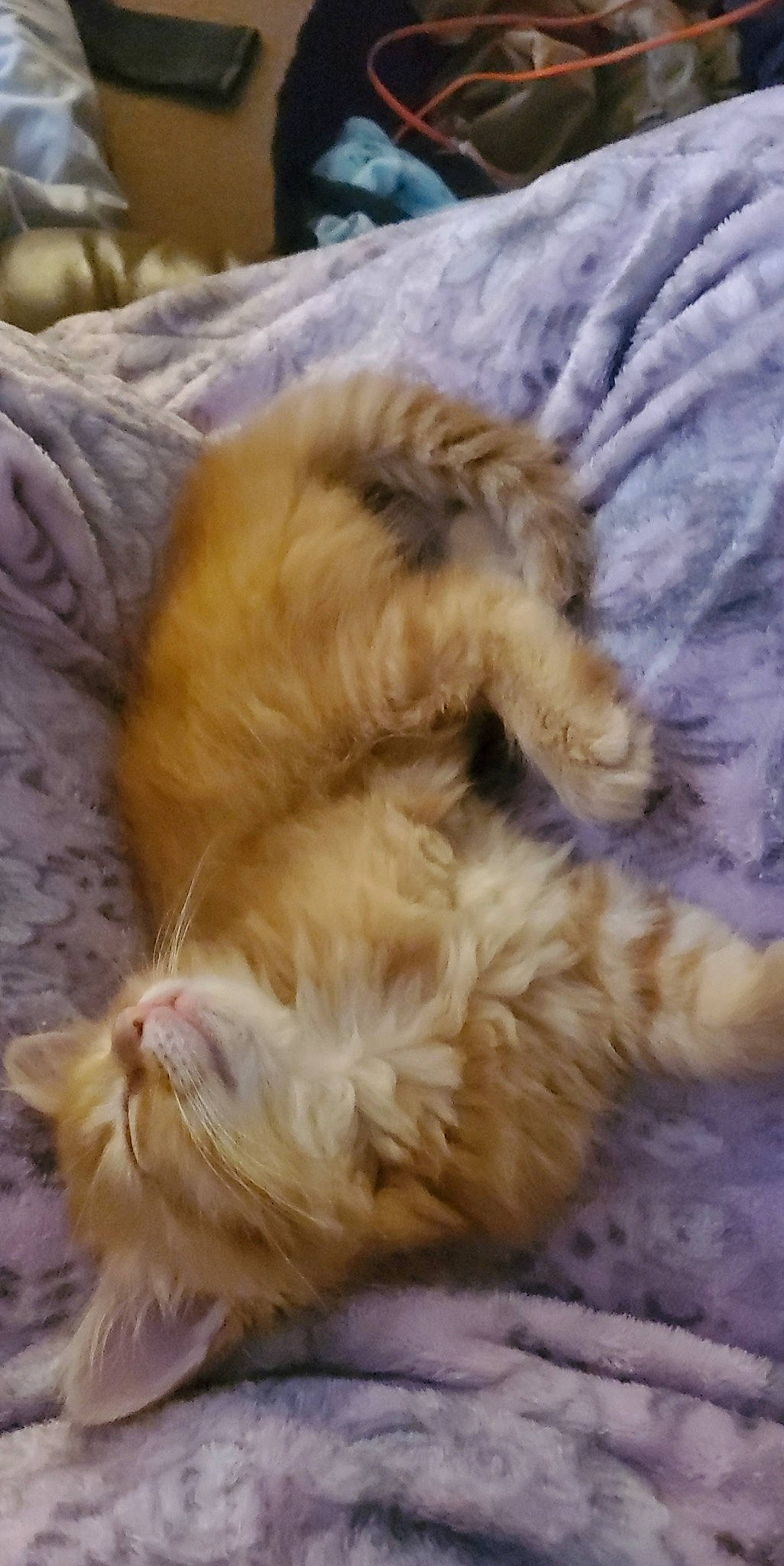 Goliath is registered to the contest to win money with this photo: american_curl, canidae, carnivore, cat, dog_breed, domestic_long_haired_cat, ear, felidae, fur, kitten, mammal, nap, norwegian_forest_cat, paw, persian, schnoodle, sleep, small_to_medium_sized_cats, tail, whiskers