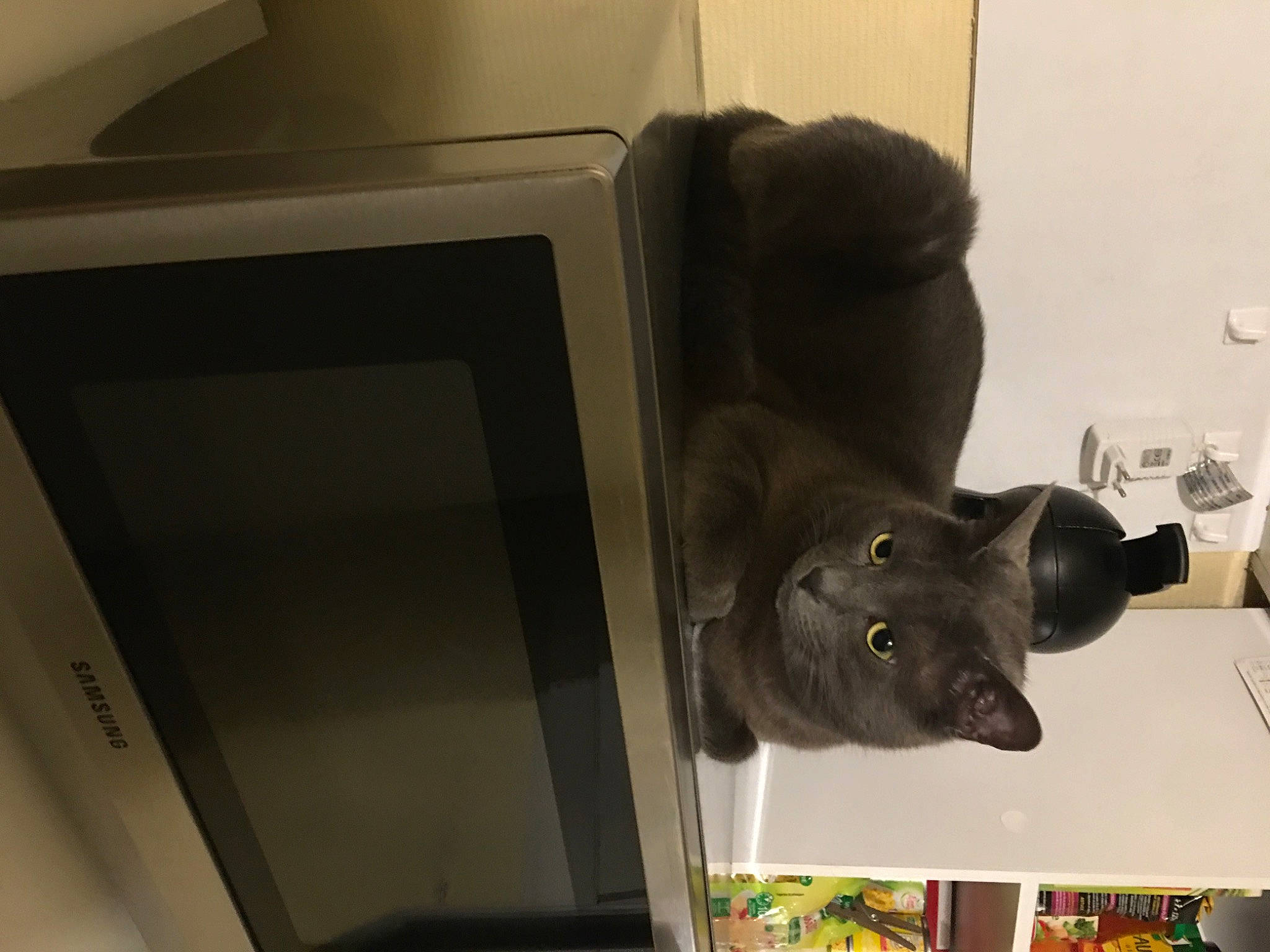 Chouchoune participe au concours pour gagner de l'argent avec cette photo : carnivore, cat, felidae, fur, russian_blue, small_to_medium_sized_cats, snout, whiskers