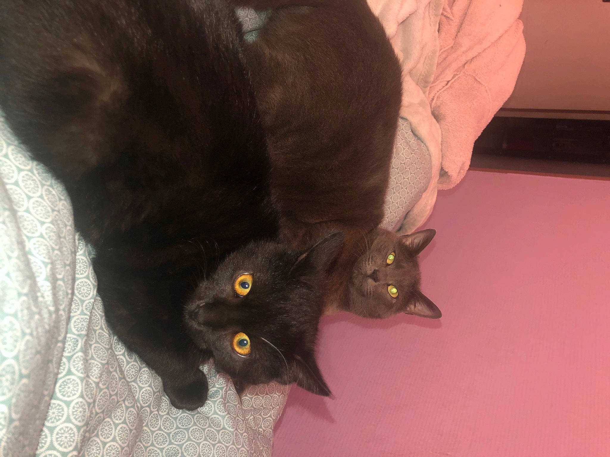 Phalko Et Lola participe au concours pour gagner de l'argent avec cette photo : black_cat, bombay, carnivore, cat, claw, domestic_long_haired_cat, domestic_short_haired_cat, ear, eye, felidae, fur, havana_brown, korat, nebelung, small_to_medium_sized_cats, tail, whiskers