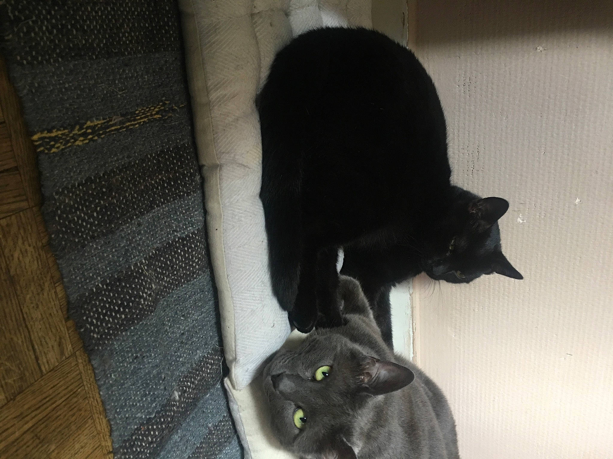 Phalko Et Lola participe au concours pour gagner de l'argent avec cette photo : black, black_cat, bombay, burmese, carnivore, cat, domestic_short_haired_cat, felidae, fur, korat, polydactyl_cat, russian_blue, small_to_medium_sized_cats, snout, tail, whiskers