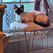 Zaylee Achord joined the competition — help win amazing prizes! animal, cat, cat_tree, chair, cozy, curtain, cushion, decor, ears, furniture, home, indoor, metal_frame, pet, relaxed, resting, siamese_cat, sunlight, tail, window