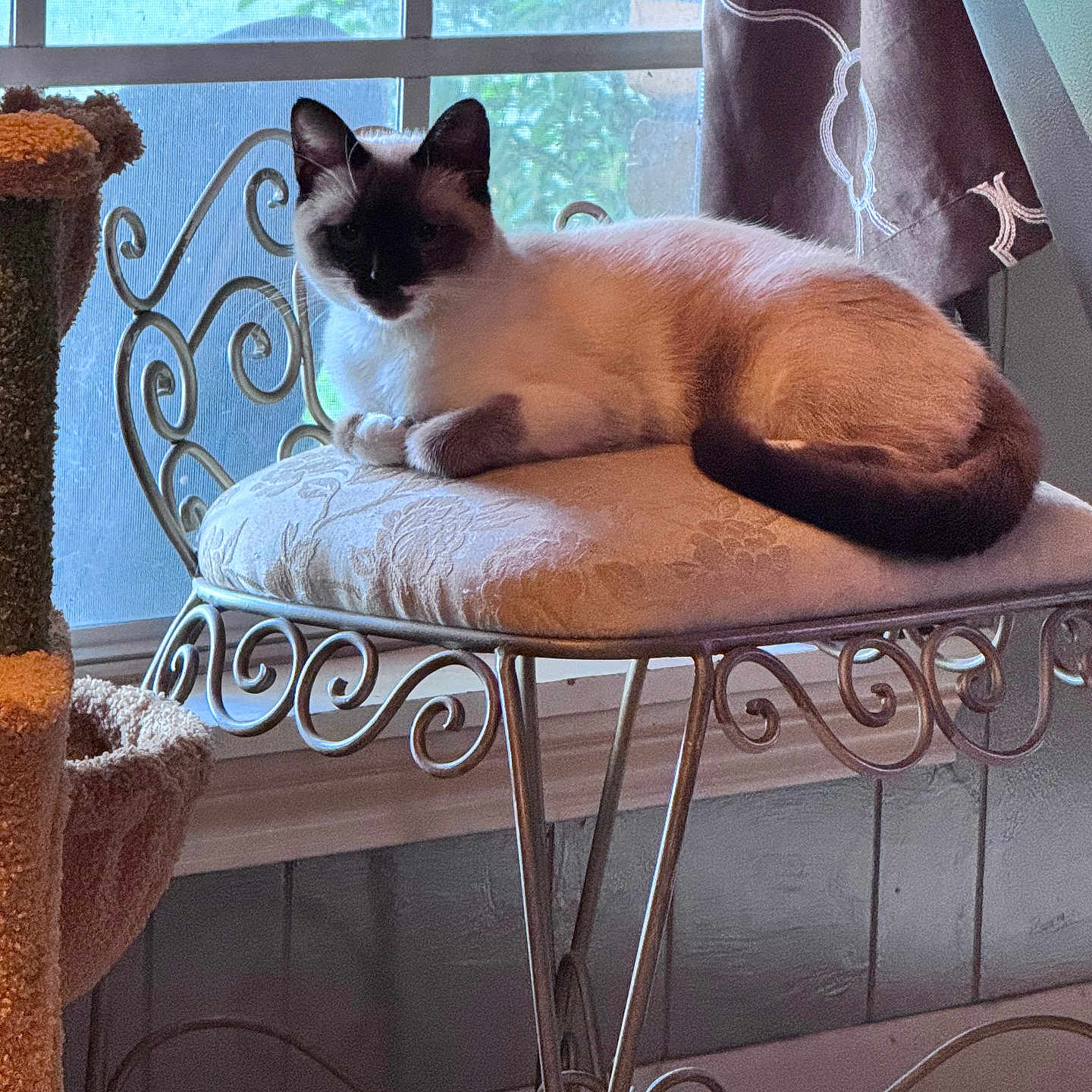 Zaylee Achord joined the competition — help win amazing prizes! animal, cat, cat_tree, chair, cozy, curtain, cushion, decor, ears, furniture, home, indoor, metal_frame, pet, relaxed, resting, siamese_cat, sunlight, tail, window