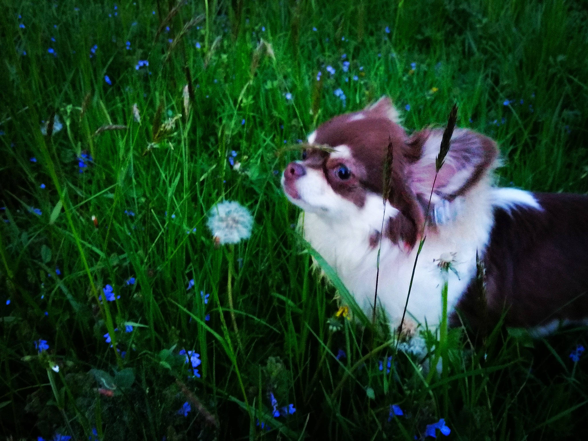 Pandora a rejoint le concours — aidez-le/la à gagner de superbes lots ! canidae, carnivore, companion_dog, dog, dog_breed, fawn, grass, green, japanese_chin, mammal, plant, pomeranian, puppy, sporting_group, toy_dog, wildflower