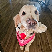 Delilah is registered to the contest to win money with this photo: adorable, animal, companion, cute, dog, ears, friendly, fur, golden_retriever, house, indoor, living_room, mammal, nose, pet, pink_bandana, playful, stuffed_toy, toy, wooden_floor