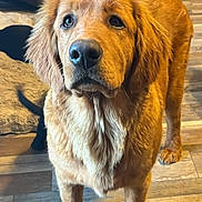 Boomer The Brat is registered to the contest to win money with this photo: adorable, animal, canine, companion, cute, dog, domestic_animal, ears, floor, friendly, fur, golden_retriever, indoor, looking_up, mammal, pet, puppy, tail, wooden_floor, young_dog