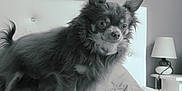 Chippy a rejoint le concours — aidez-le/la à gagner de superbes lots ! animal, bed, bedding, chihuahua, cozy, curious, cute, dog, ears, fur, furniture, home, indoor, lamp, looking, pet, pillow, portrait, small_dog, standing