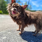 Chippy a rejoint le concours — aidez-le/la à gagner de superbes lots ! dog, brown, fluffy, happy, tongue_out, ears, outdoor, sunny, shadow, concrete, sky, blue_sky, pet, animal, standing, closeup, fur, nature, daylight, portrait