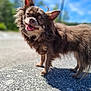 dog, brown, fluffy, happy, tongue_out, ears, outdoor, sunny, shadow, concrete, sky, blue_sky, pet, animal, standing, closeup, fur, nature, daylight, portrait