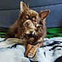 dog, brown_fur, pet, cute, animal, indoor, blanket, couch, fur, ears, face, resting, canine, portrait, companion, domestic, soft_texture, relaxed, looking, cozy