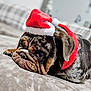 bulldog, puppy, dog, santa_hat, red_collar, wrinkled_face, lying_down, couch, indoor, close_up, pet, cute, festive, holiday, fur, brown, black, white, soft_texture, sleepy
