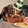Baloo participe au concours pour gagner de l'argent avec cette photo : bulldog, dog, party_hat, table, food, plate, hand, indoor, pet, brown, wrinkled_face, sad_eyes, close_up, celebration, animal, mammal, domestic_animal, waiting, cute, expression