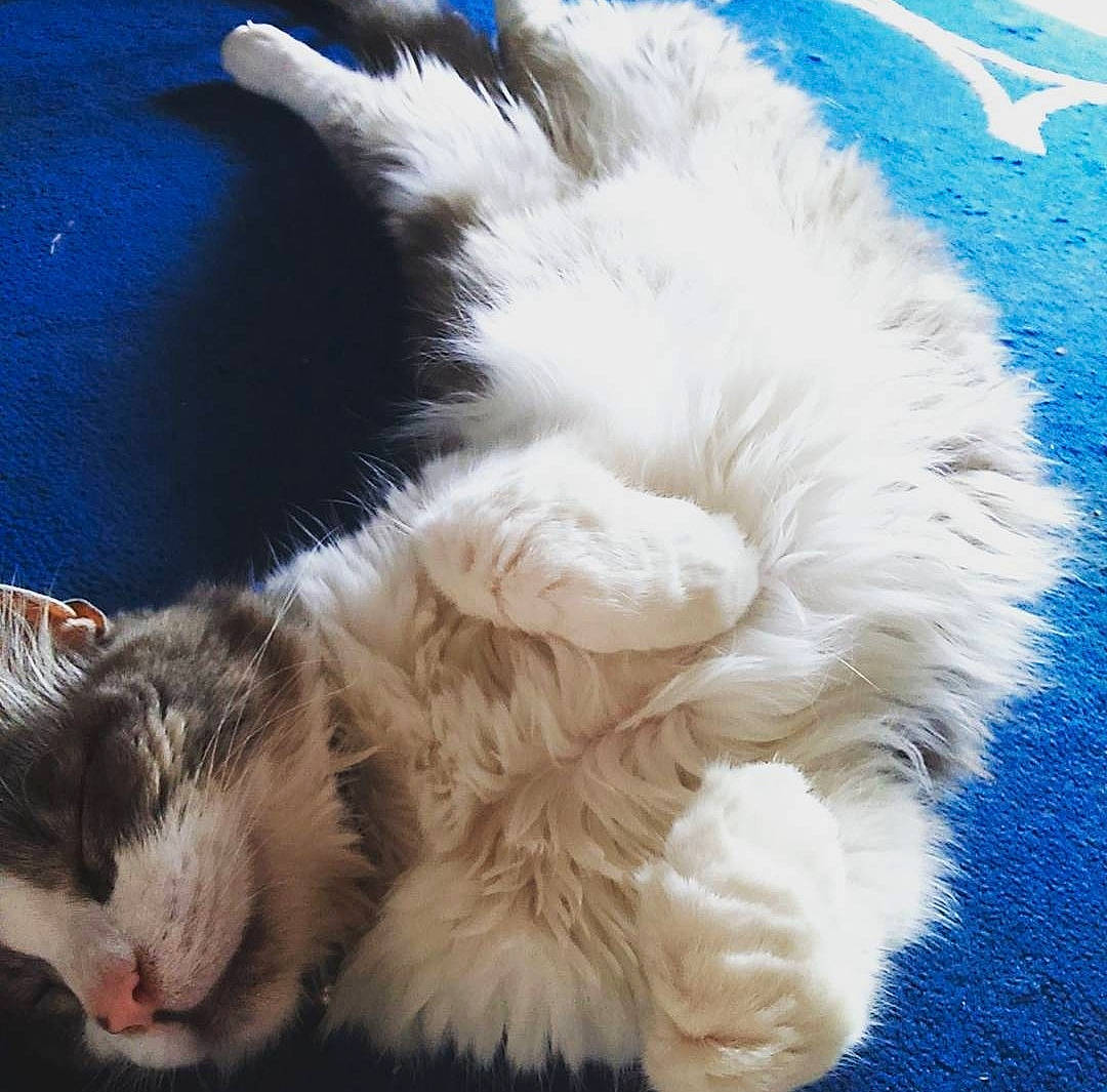 Pepsi a rejoint le concours — aidez-le/la à gagner de superbes lots ! carnivore, cat, claw, comfort, companion_dog, dog_breed, electric_blue, fawn, felidae, foot, fur, gesture, nap, natural_material, paw, small_to_medium_sized_cats, tail, whiskers