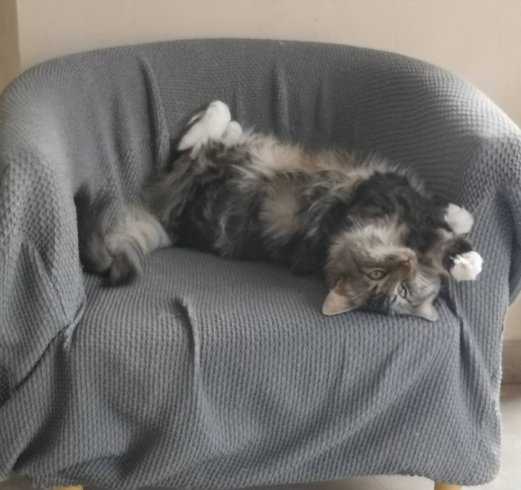 Oki a rejoint le concours — aidez-le/la à gagner de superbes lots ! canidae, carnivore, cat, comfort, companion_dog, dog_breed, ear, felidae, furniture, kitten, morkie, nap, norwegian_forest_cat, paw, puppy, sleep, small_to_medium_sized_cats, whiskers