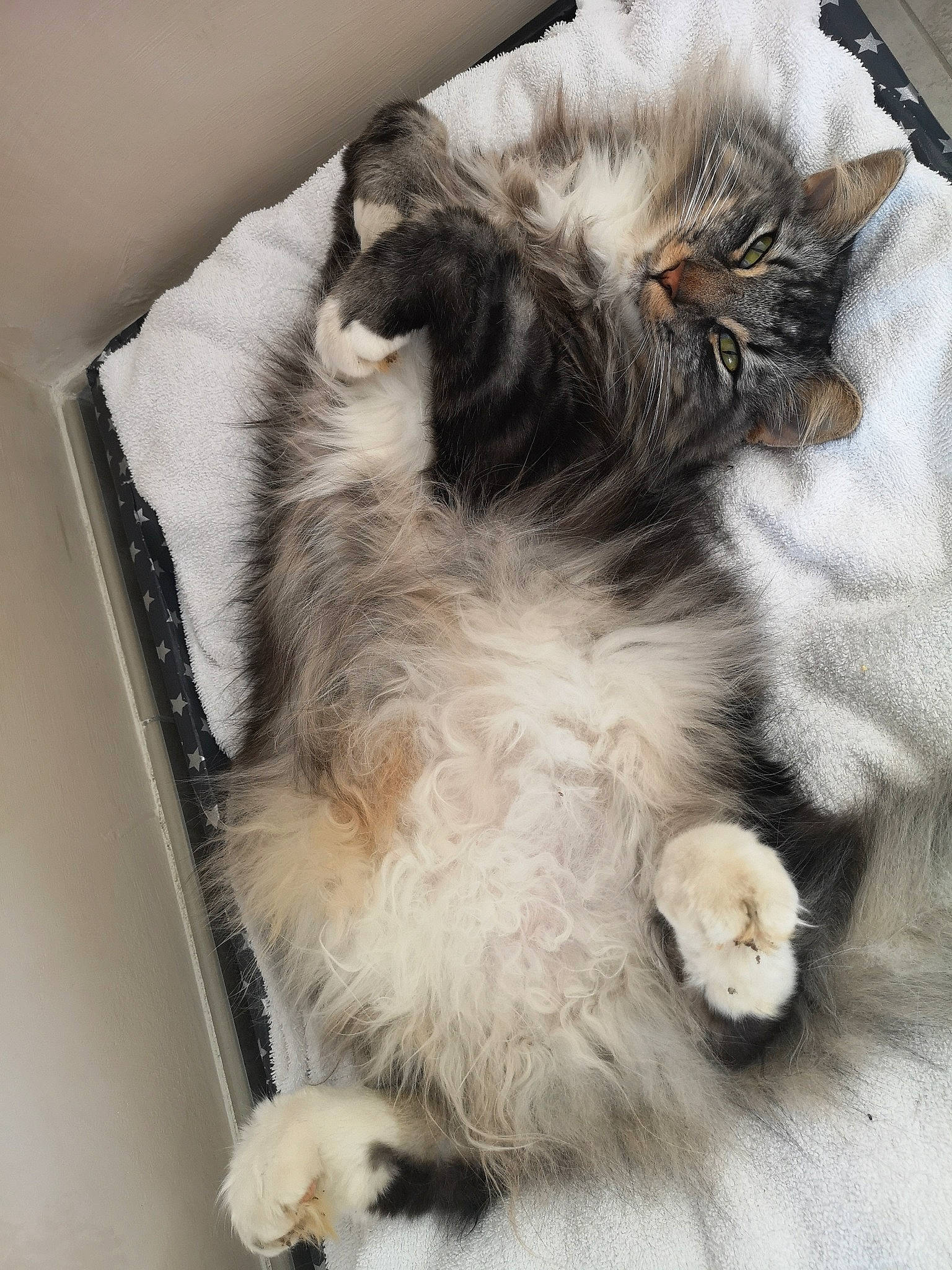 Oki participe au concours pour gagner de l'argent avec cette photo : british_longhair, british_semi_longhair, carnivore, cat, claw, domestic_long_haired_cat, fawn, felidae, fur, kitten, norwegian_forest_cat, paw, polydactyl_cat, ragamuffin, small_to_medium_sized_cats, tail, whiskers