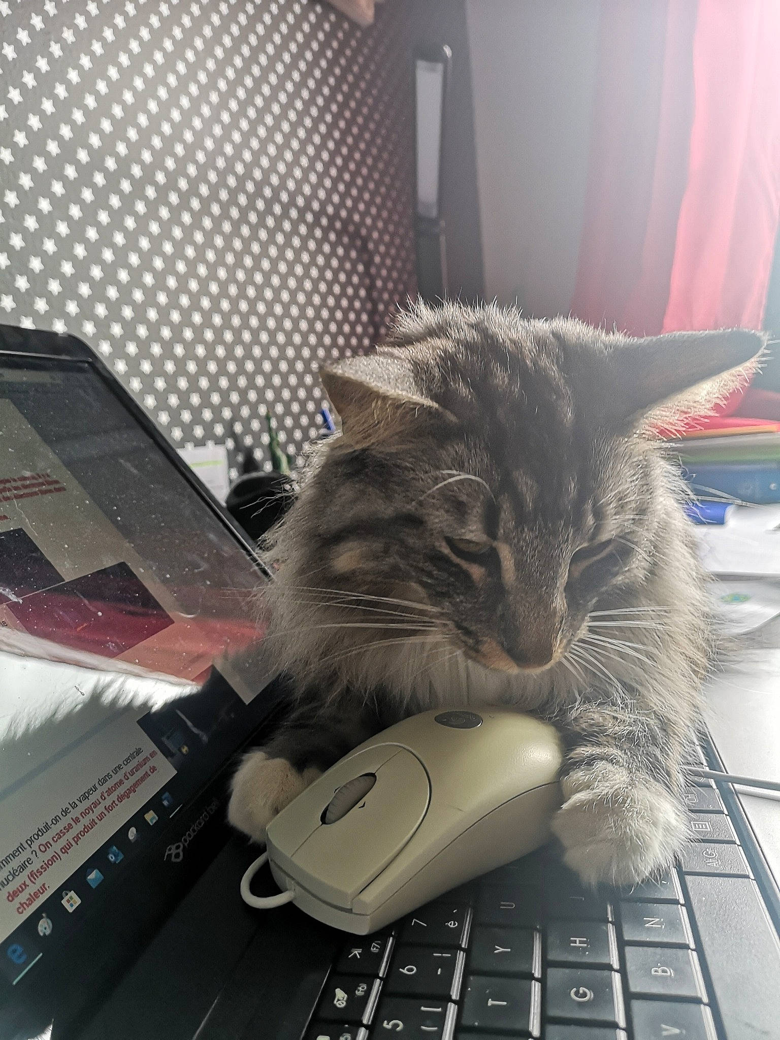 Oki participe au concours pour gagner de l'argent avec cette photo : carnivore, cat, computer, computer_keyboard, domestic_short_haired_cat, electronic_device, european_shorthair, felidae, fur, kitten, lap, laptop, norwegian_forest_cat, small_to_medium_sized_cats, tabby_cat, technology, whiskers