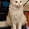 Pacha participe au concours pour gagner de l'argent avec cette photo : animal, cat, closeup, coffee_machine, counter, cup, curious, domestic, feline, fluffy, green_eyes, household, indoor, kitchen, long_hair, pet, pink_nose, sitting, whiskers, white_cat
