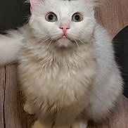 Pacha participe au concours pour gagner de l'argent avec cette photo : cat, white_cat, fluffy, green_eyes, pet, animal, cute, fur, whiskers, indoor, wooden_surface, curious, sitting, face, ears, closeup, feline, adorable, pink_nose, domestic_cat
