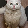 cat, white_cat, fluffy, green_eyes, pet, animal, cute, fur, whiskers, indoor, wooden_surface, curious, sitting, face, ears, closeup, feline, adorable, pink_nose, domestic_cat
