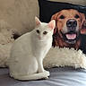 animal, cat, companion, couch, cozy, cute, dog_pillow, domestic, fluffy, fur, furniture, golden_retriever_pillow, household, indoor, pet, pillow, portrait, relaxed, sitting, white_cat