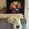 Nala participe au concours pour gagner de l'argent avec cette photo : cat, comfort, cozy, curtain, cushion, dog_pillow, fish_toy, fur, golden_retriever, home, indoor, pet, pillow, plush_toy, relaxation, resting, sleeping, soft_surface, white_cat, window