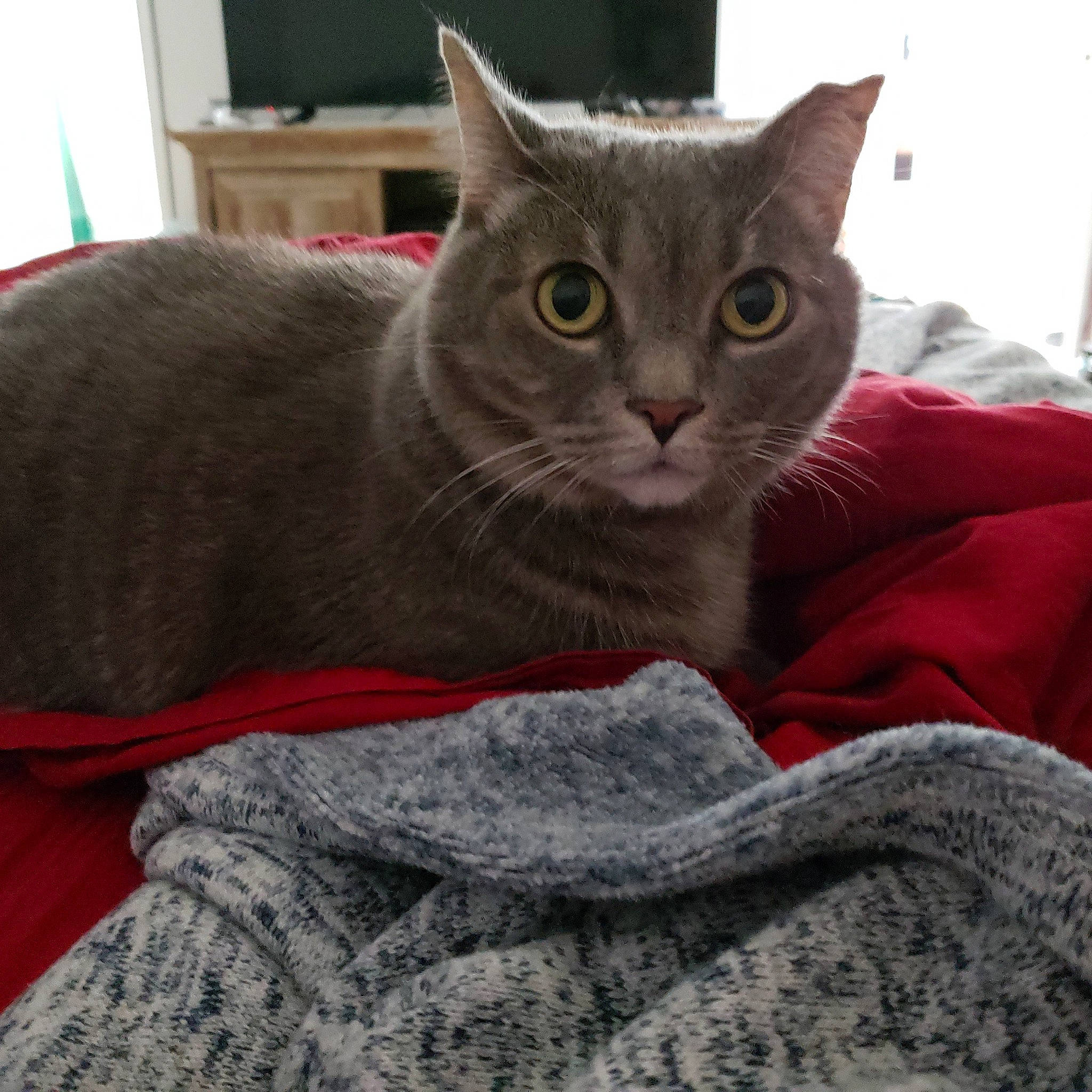 Lisa is registered to the contest to win money with this photo: asian, australian_mist, british_shorthair, carnivore, cat, chartreux, domestic_short_haired_cat, european_shorthair, felidae, german_rex, korat, mammal, nebelung, russian_blue, small_to_medium_sized_cats, tabby_cat, vertebrate, whiskers