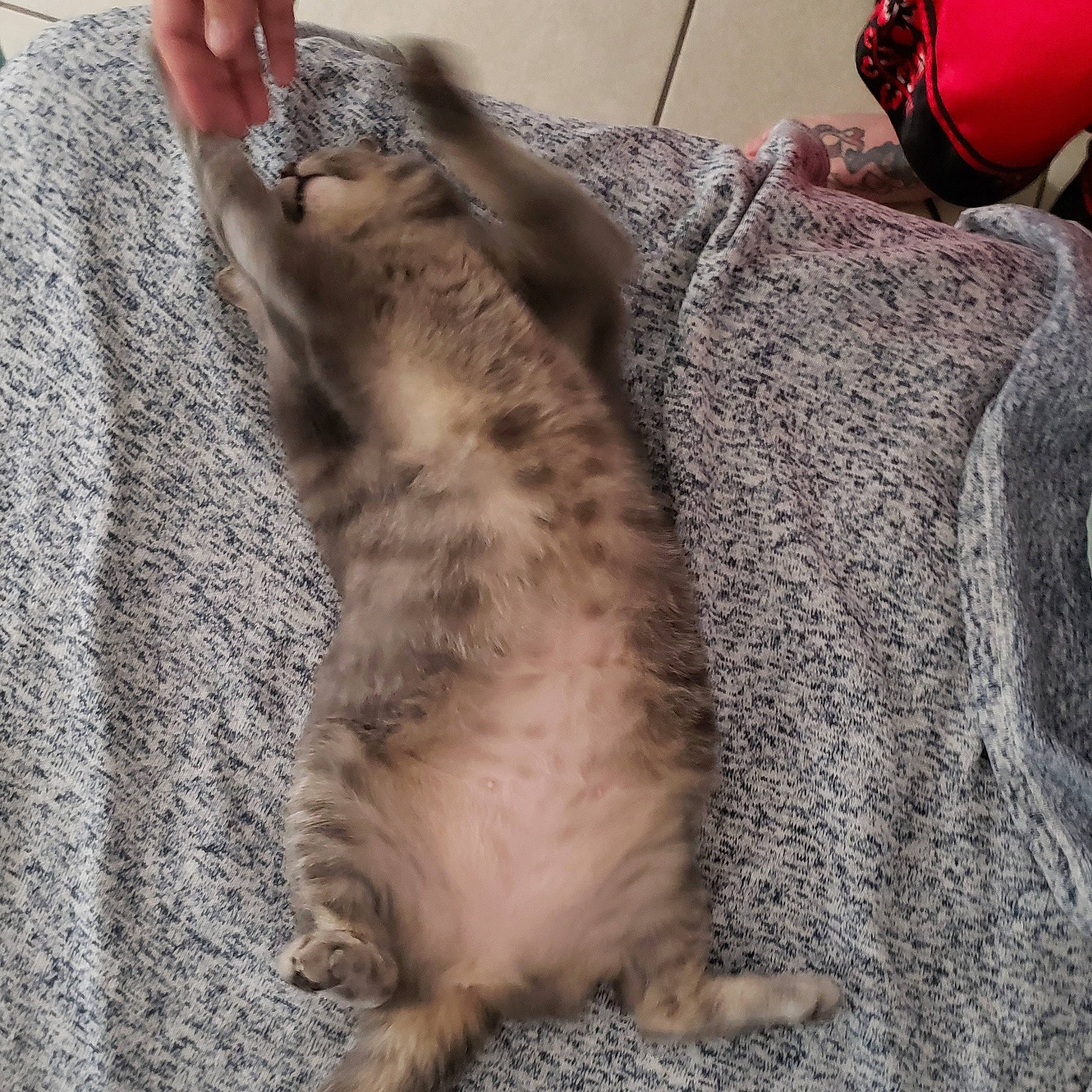 Lisa joined the competition — help win amazing prizes! asian, carnivore, cat, ear, european_shorthair, fawn, felidae, fur, paw, pixie_bob, small_to_medium_sized_cats, tabby_cat, tail, whiskers