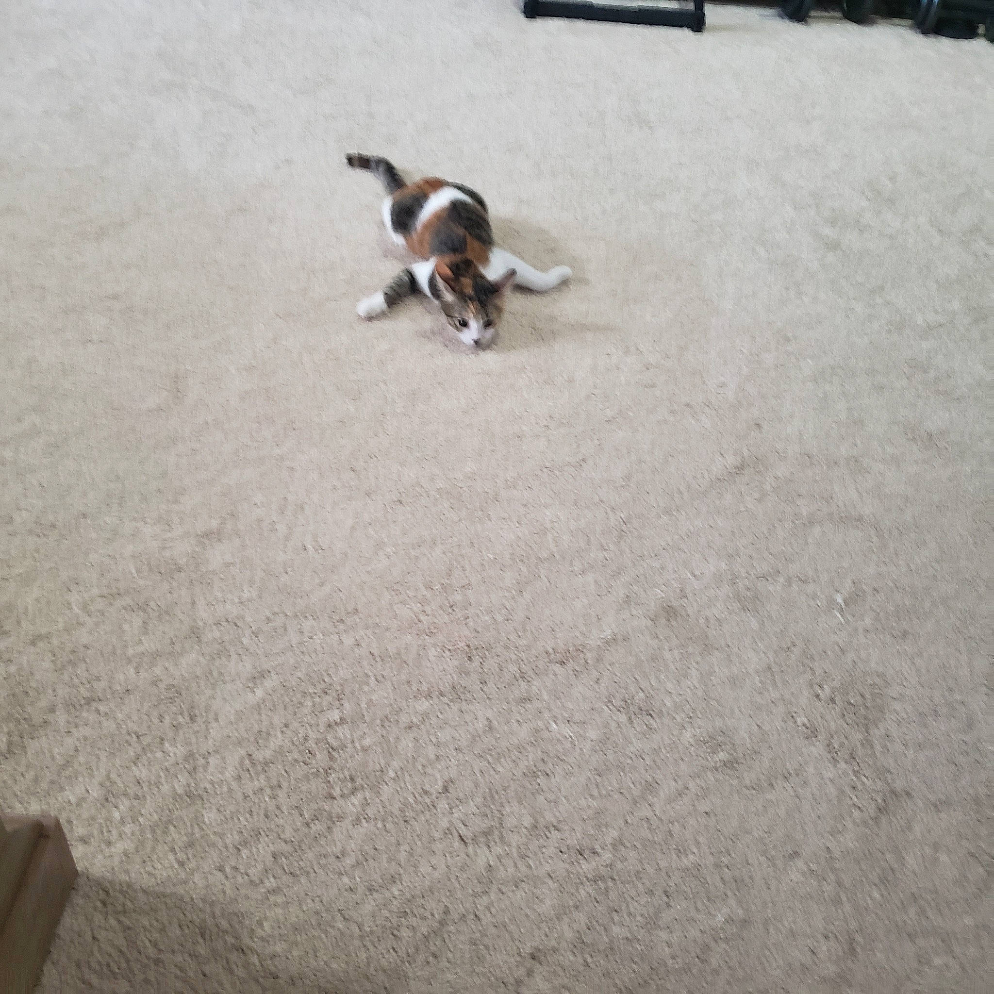 Peanut joined the competition — help win amazing prizes! basset_hound, beagle, canidae, carnivore, coonhound, dog, dog_breed, fawn, floor, flooring, pocket_beagle, puppy, tail