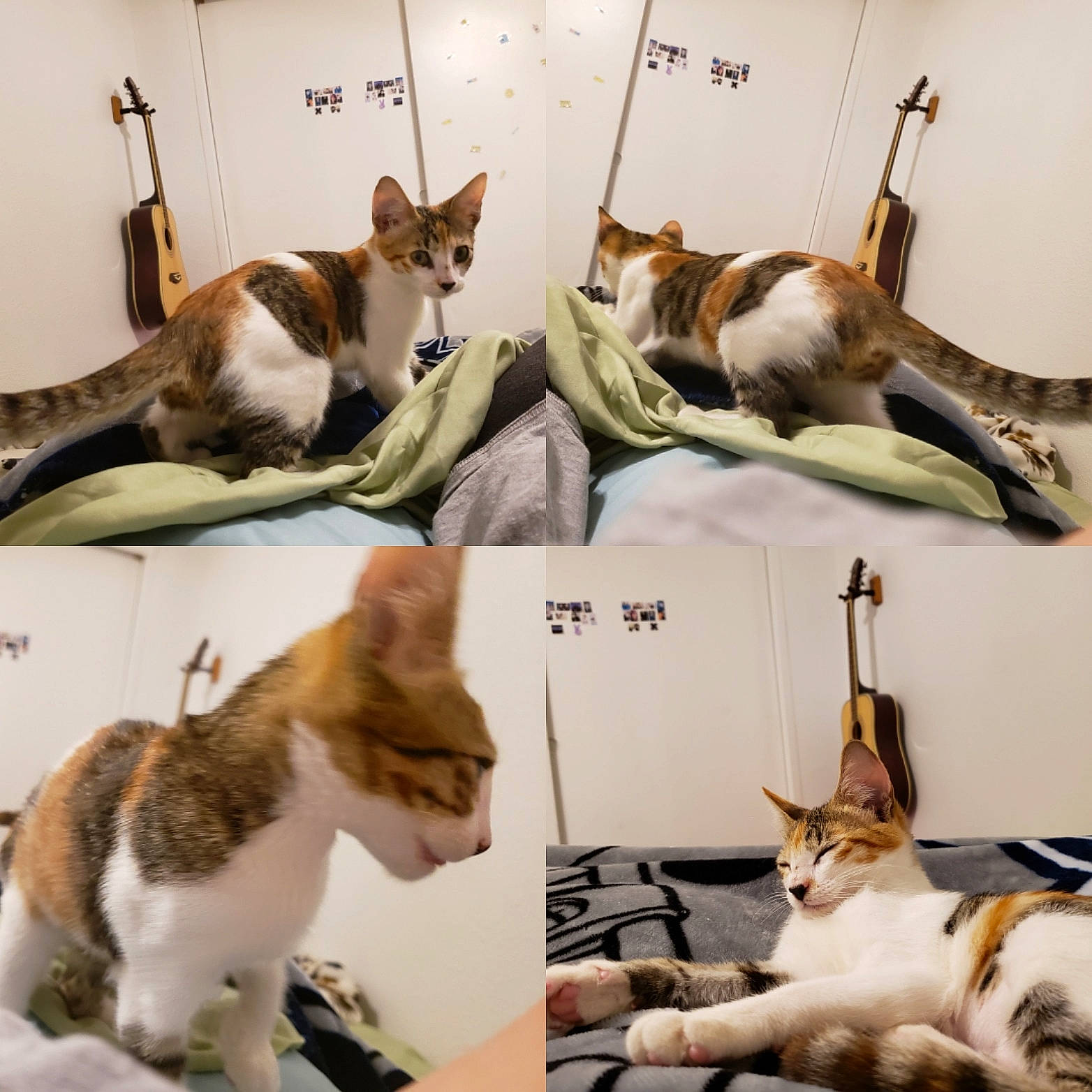 Peanut joined the competition — help win amazing prizes! aegean_cat, american_wirehair, carnivore, cat, domestic_short_haired_cat, european_shorthair, felidae, fur, kitten, organism, photo_caption, small_to_medium_sized_cats, tail, whiskers