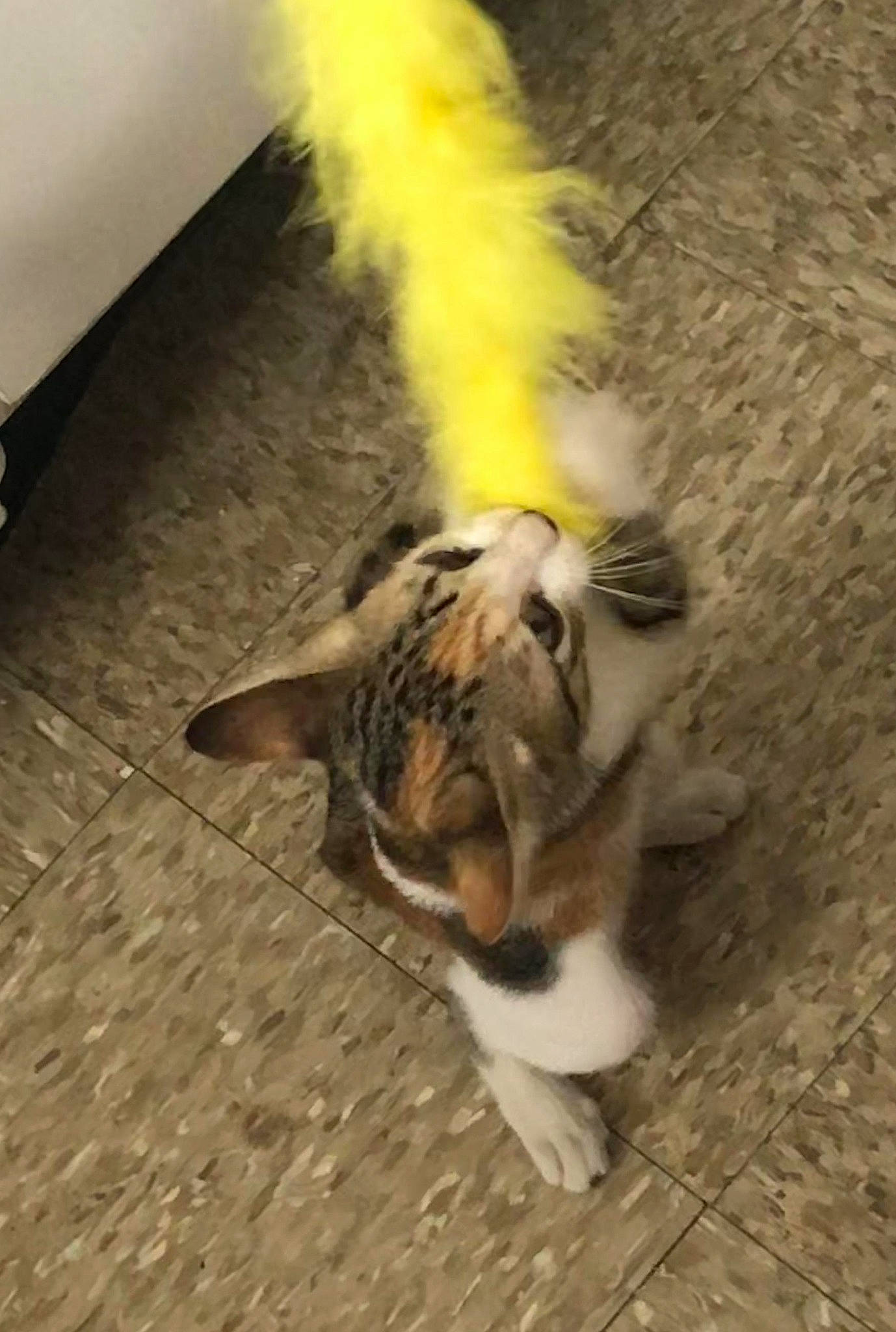 Peanut is registered to the contest to win money with this photo: carnivore, cat, claw, european_shorthair, fawn, felidae, fur, kitten, paw, polydactyl_cat, small_to_medium_sized_cats, tail, whiskers