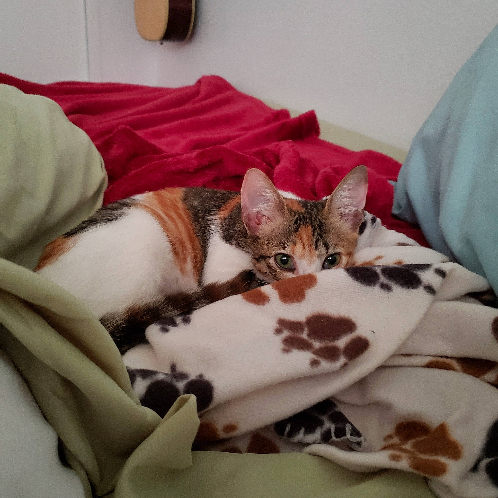 Peanut joined the competition — help win amazing prizes! aegean_cat, american_shorthair, asian, bed, bed_sheet, carnivore, cat, comfort, domestic_short_haired_cat, european_shorthair, felidae, fur, kitten, linens, mammal, nap, singapura, small_to_medium_sized_cats, tail, whiskers