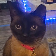 Stormi joined the competition — help win amazing prizes! animal, black, blue_lights, blurry, brown, cat, close_up, collar, dim_lighting, domestic_animal, ears, face, feline, floor, fur, indoor, looking, pet, tag, whiskers