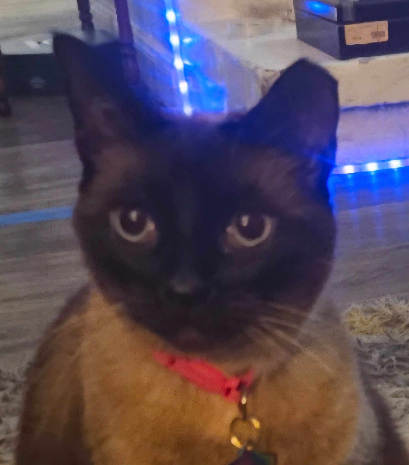 Stormi