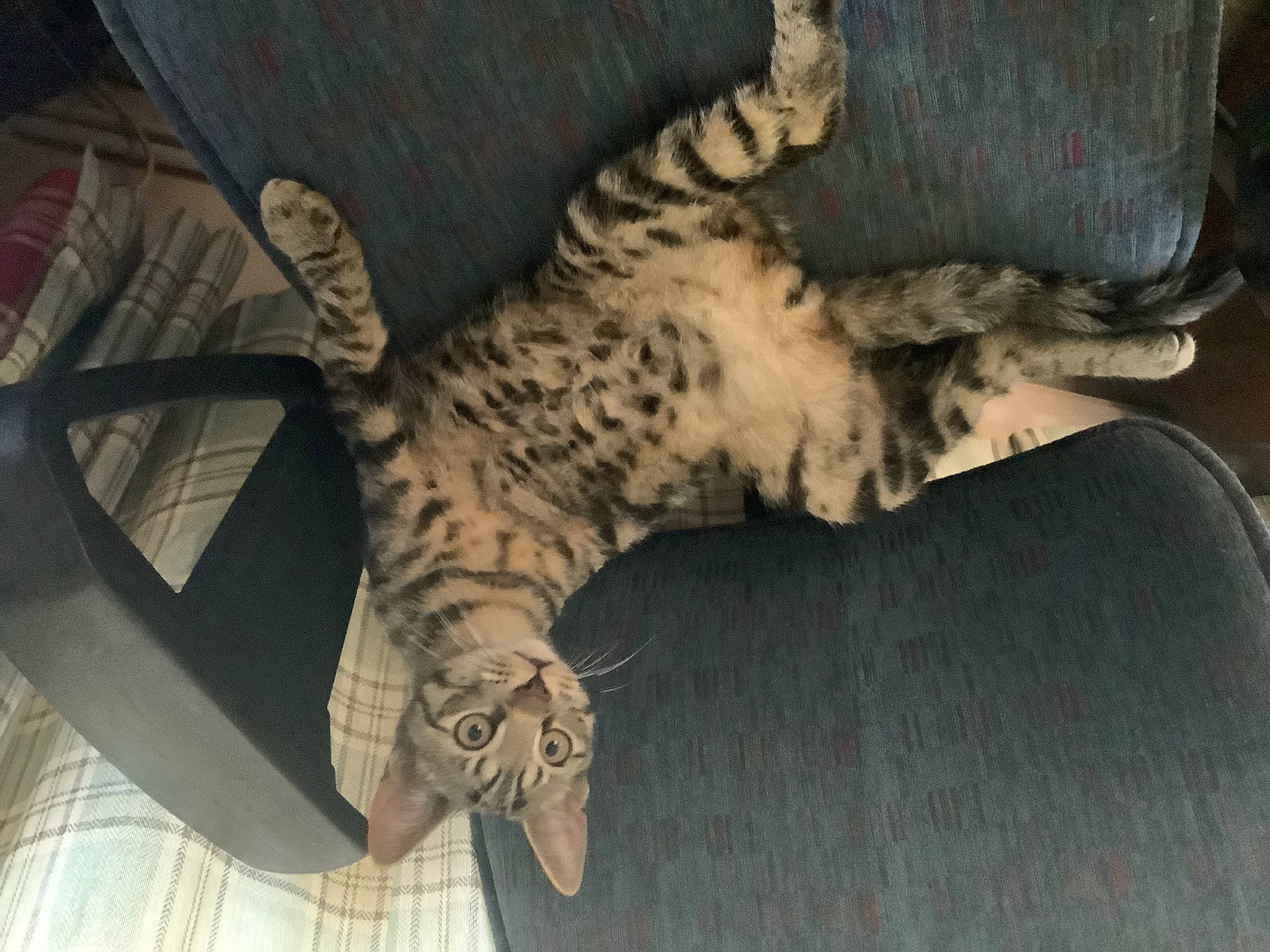 Razor joined the competition — help win amazing prizes! art, big_cats, claw, domestic_short_haired_cat, feather, felidae, flooring, fur, grey, human_leg, metal, pattern, sculpture, small_to_medium_sized_cats, statue, tail, visual_arts, whiskers, wing, wood