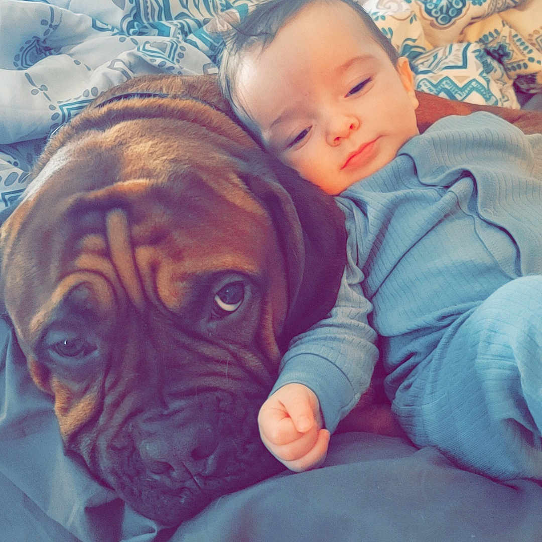 Micah joined the competition — help win amazing prizes! accessories, animal, architecture, baby, back, ball, bed, bedroom, blanket, bodypart, boxer, building, bulldog, canine, cat, clothing, coat, costume, couch, cushion