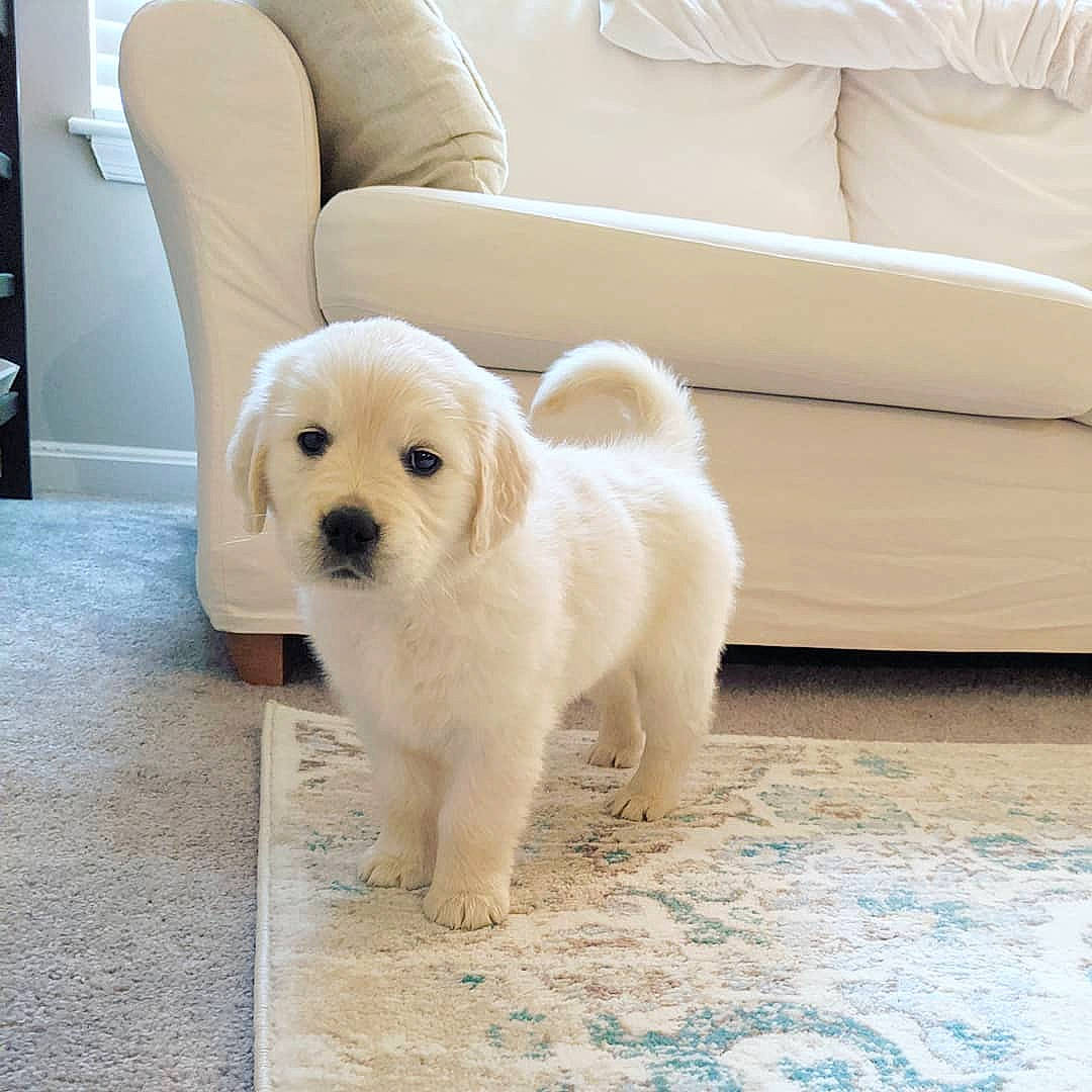 Fay joined the competition — help win amazing prizes! canidae, carnivore, companion_dog, dog, dog_breed, fawn, floor, flooring, fur, golden_retriever, labrador_retriever, mammal, puppy, puppy_love, rare_breed_dog, retriever, skin, sporting_group, vertebrate, yellow