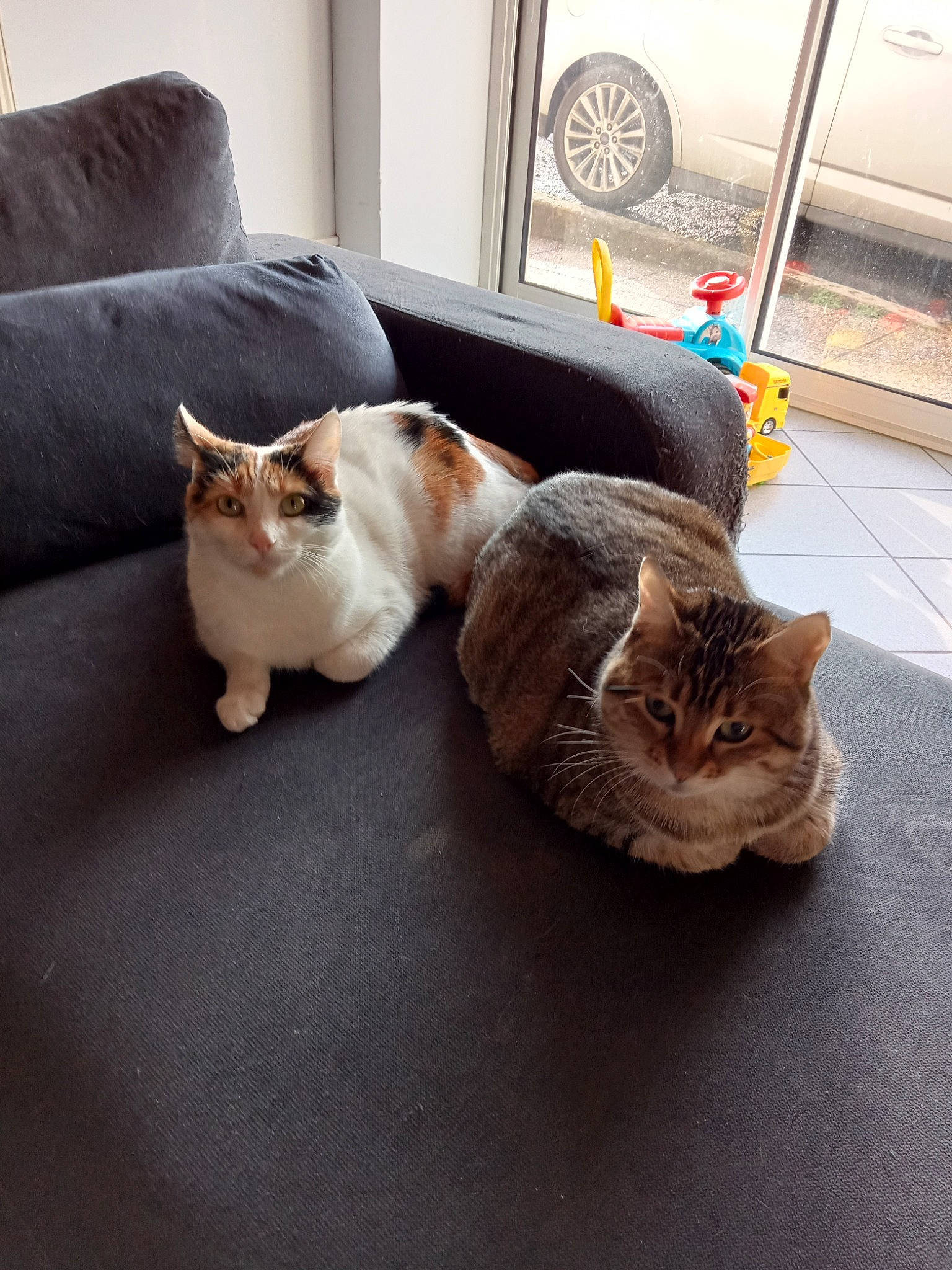 Sisi a rejoint le concours — aidez-le/la à gagner de superbes lots ! carnivore, cat, comfort, couch, domestic_short_haired_cat, fawn, felidae, floor, flooring, fur, grey, hardwood, mechanical_fan, plant, small_to_medium_sized_cats, tail, vertebrate, whiskers, window, wood