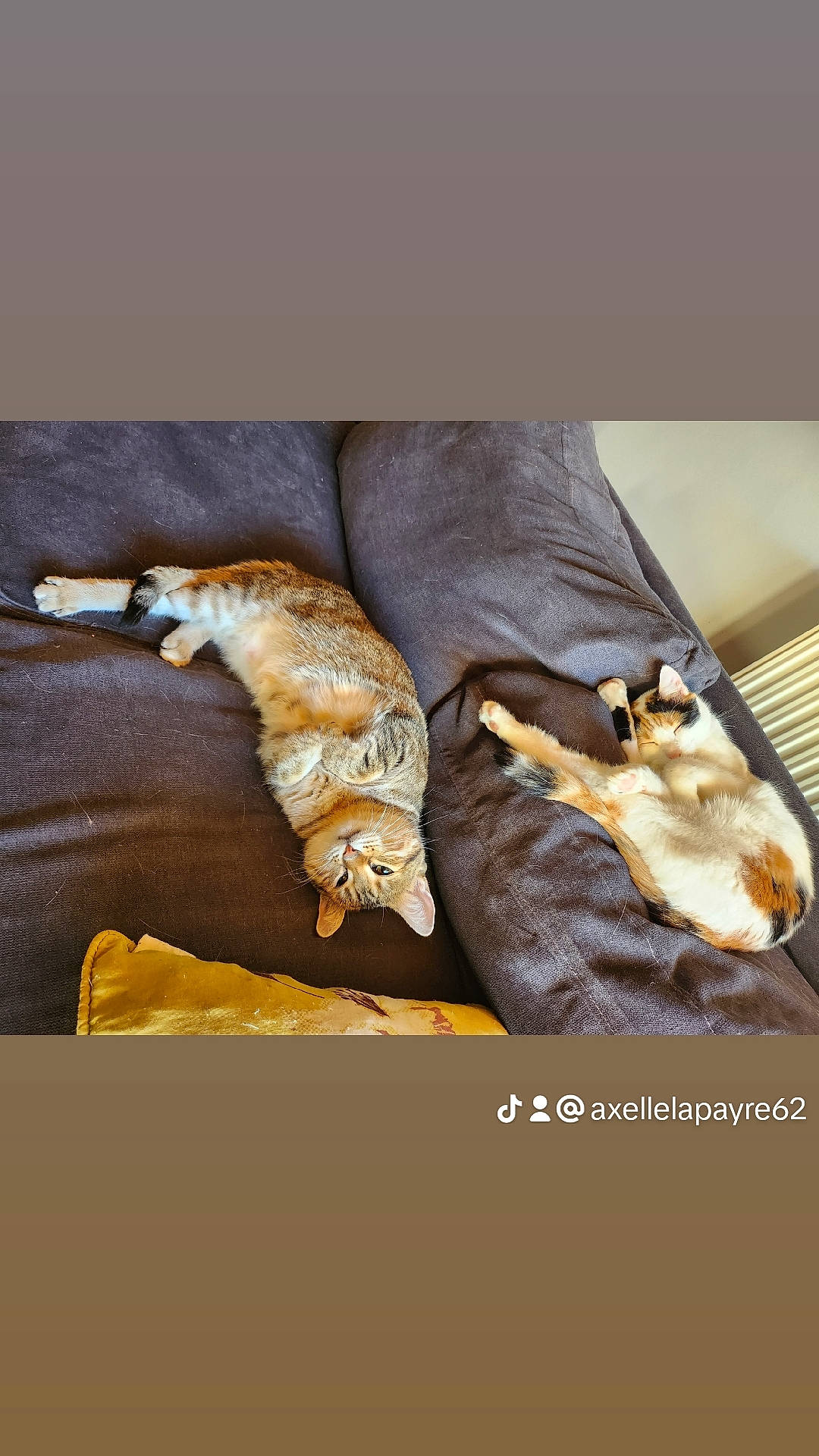 Spocky a rejoint le concours — aidez-le/la à gagner de superbes lots ! bag, comfort, fashion_accessory, font, fur, gesture, glove, high_heels, human_leg, leather, linens, metal, silk, sleeve, still_life_photography, textile, wood, wrist