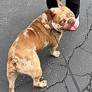 Ace joined the competition — help win amazing prizes! asphalt, blue_eyes, brown_coat, canine, close_up, companion, cracked_pavement, dog, french_bulldog, leash, looking_back, outdoor, pants, person, pet, playful, shoes, tongue_out, walking, white_shoes