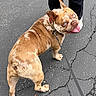 asphalt, blue_eyes, brown_coat, canine, close_up, companion, cracked_pavement, dog, french_bulldog, leash, looking_back, outdoor, pants, person, pet, playful, shoes, tongue_out, walking, white_shoes