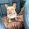 Ace is registered to the contest to win money with this photo: alert, animal, backseat, blue_eyes, brown, car_interior, companion, cute, dog, domestic_animal, ears, french_bulldog, leather_seat, pet, road, seat_cover, sitting, travel, vehicle, window